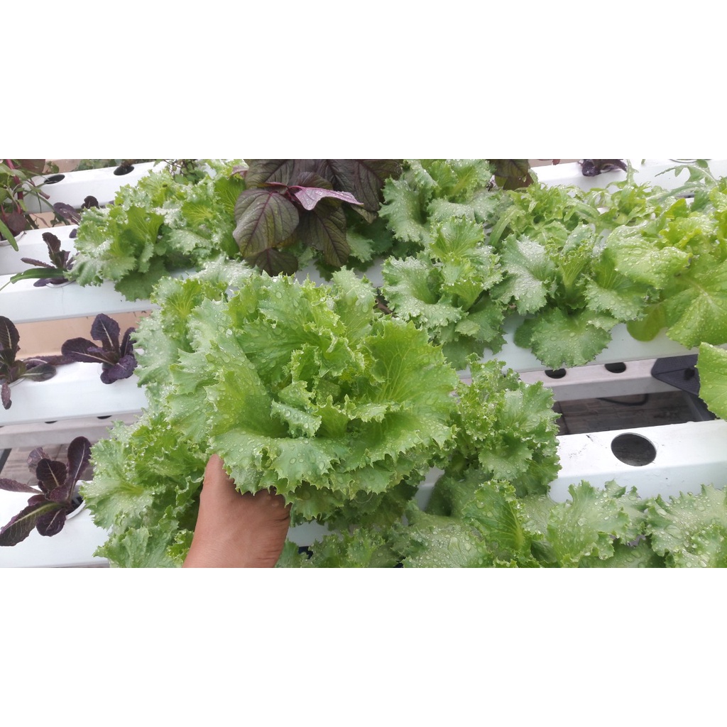 2gr hạt xà lách cuộn minetto chịu nhiệt, kháng bệnh tốt, hương vị giòn ngọt không đắng
