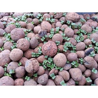 ĐẤT NUNG (SỎI NHẸ) TRỒNG CÂY- Chuyên Dùng trồng cây thủy sinh , cây cảnh. Số 3 (1kg)