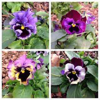 Combo 50 hạt hoa PanCy kép Mix