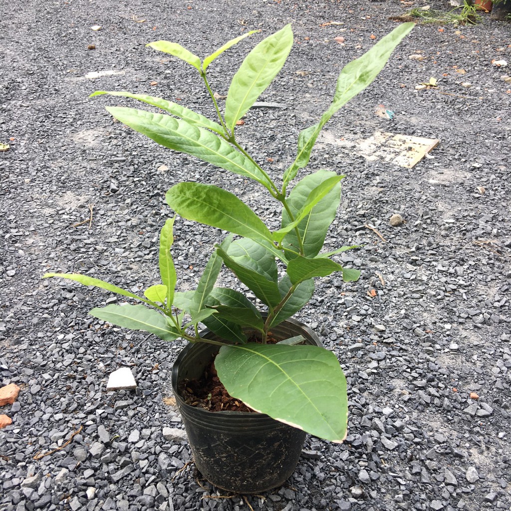 Cây giống mai xanh Thái Lan chuẩn giống