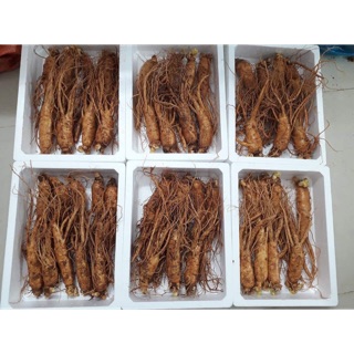 SÂM TƯƠI HÀN QUỐC SET 8 CỦ/KG, CHUẨN 6 TUỔI VÙNG NÚI GEUMSAN