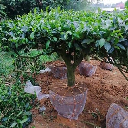 Cây giống Chè Shan Tuyết