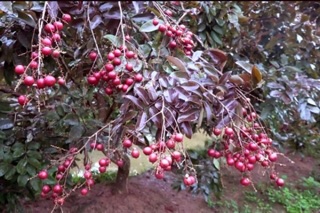 Nhãn đỏ giống mới