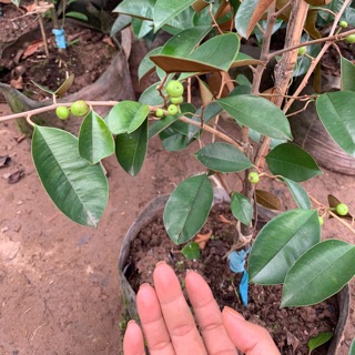 Cây vú sữa lò rèn đang có quả