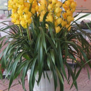 Củ địa lan sato cho hoa tết (1củ)