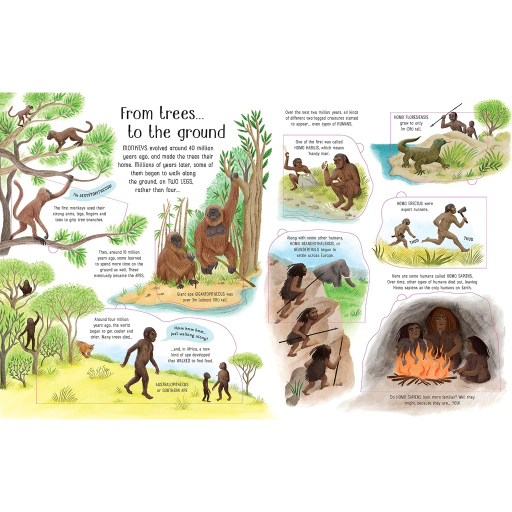 Sách Usborne - tương tác lật mở cho bé 6-8 tuổi See Inside Evolution