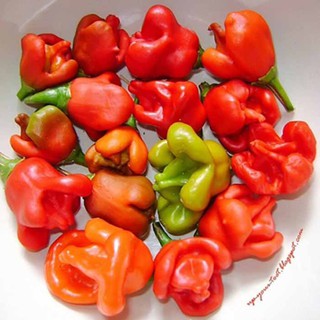 Hạt giống Ớt hoa hồng (Hà Lan) 0.1gr