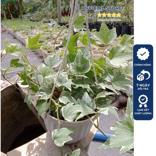 Cây Thường Xuân Cẩm Thạch - HEDERA HELIX JUBILEE Chậu Treo 🥺