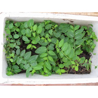 1 gram Hạt giống cây rau ngót dinh dưỡng gieo trồng quanh năm [CHẤT LƯỢNG]