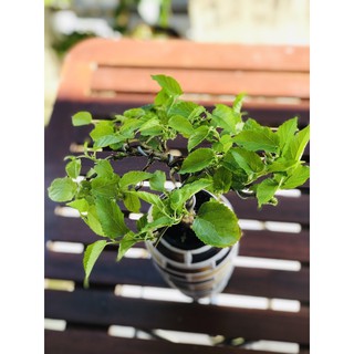 Chậu dâu tằm bonsai
