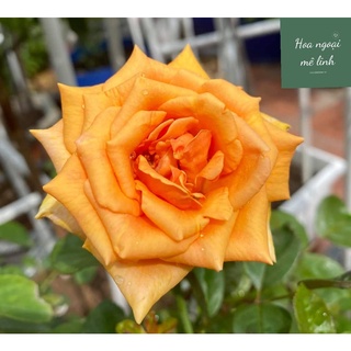 Hoa hồng ngoại Bora bora rose cam siêu đẹp độc lạ -Hoangoaimelinh