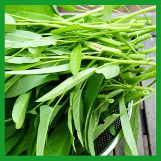 Hạt giống rau Muống Ta - Rau ăn lá ngắn ngày