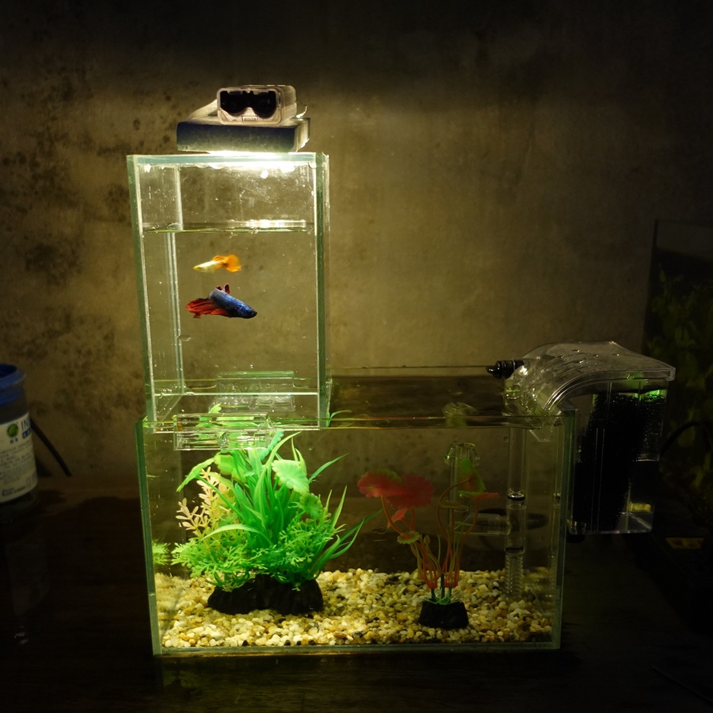 Set bể cá 24 cm úp ngược 7 món