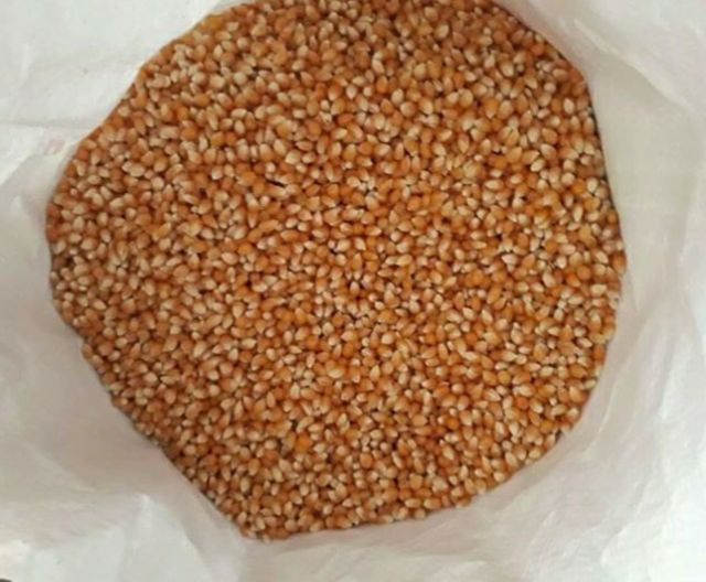 BẮP MỸ LÀM BẮP RANG BƠ