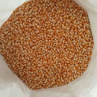 { 1KG } BẮP MỸ BƯỚM CHUẨN LÀM BẮP RANG BƠ