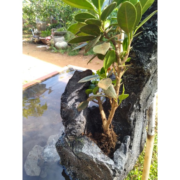 Hòn non bộ có thác nước