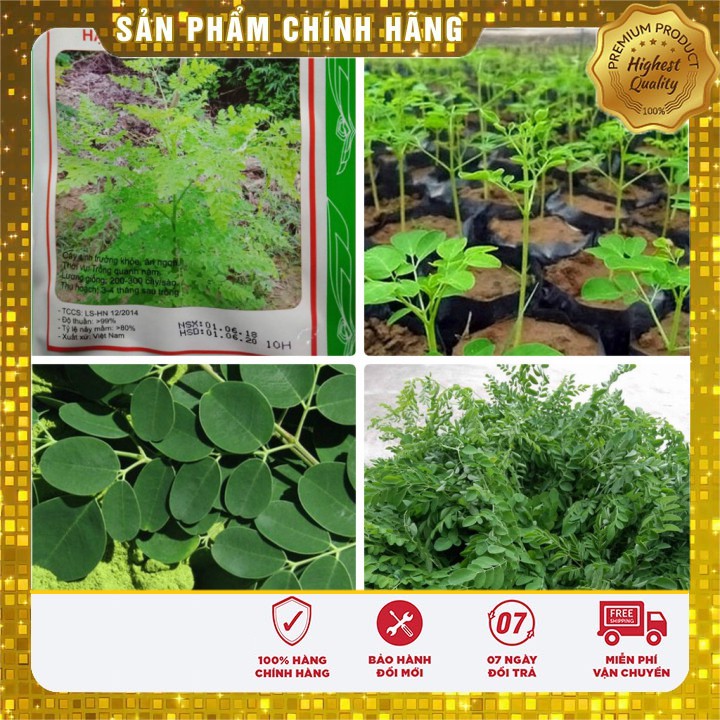 Hạt giống rau chùm ngây siêu dinh dưỡng - 10 hạt