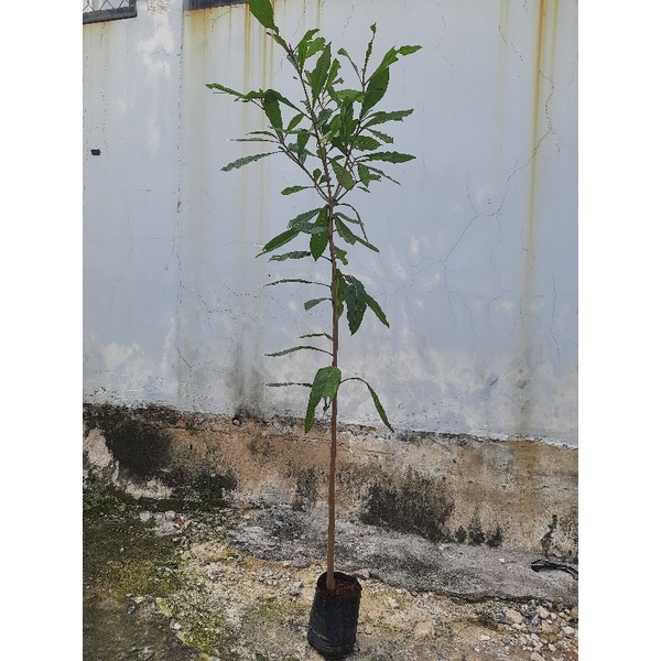 Cây lộc vừng hoa đỏ, chiều cao khoảng 1.2m