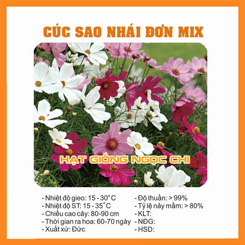 Hạt Giống Hoa Cúc Sao Nhái Đơn Mix - 100 Hạt