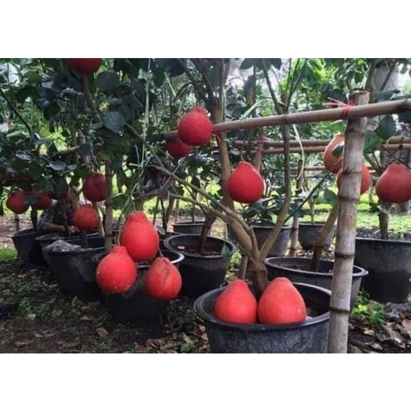 Cây giống bưởi đỏ tiến vua trồng chậu (siêu sớm)