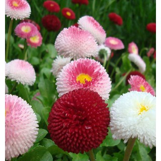 Hạt Giống Hoa Cúc Nhật PomPom Mix - HÀNG CÔNG TY