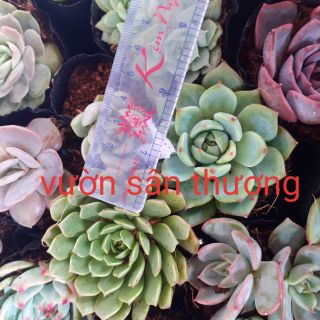 Sen đá size 3_7cm chọn ngẫu nhiên 1 cây