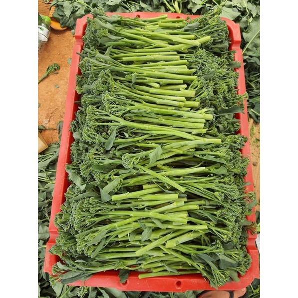 Lơ baby Đà Lạt - Bông cải baby Đà Lạt -  Rau củ Đà Lạt