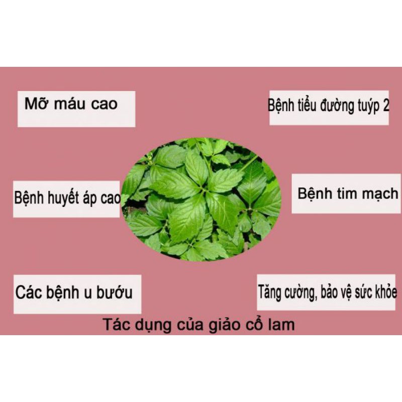 Cao giảo cổ lam hộp 100gr Hàng chính hãng