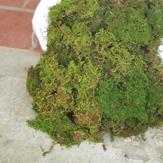 RÊU RỪNG TRỒNG LAN GÓI 200GRAM