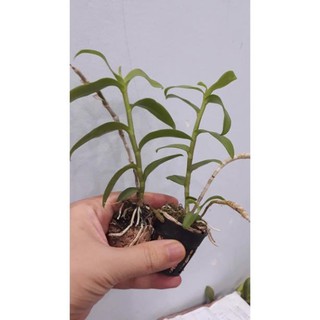 Hoa phong lan phi điệp trắng+ 700g phân thỏ hữu cơ