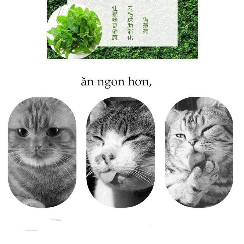 CATNIP Cỏ mèo bạc hà ống 40ml - familypetshop.vn