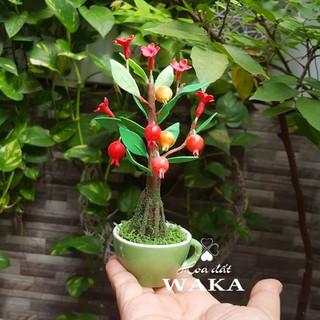 Bonsai Mini- Cây Lựu Mini 01