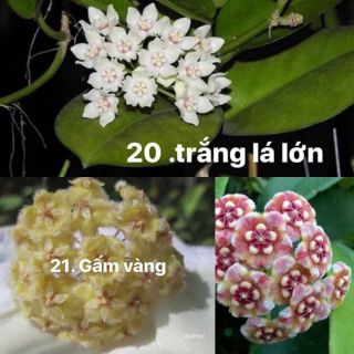 Hoa phong lan  cẩm cù chậu phi 12