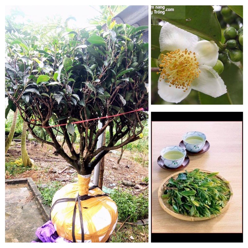 Cây chè xanh (trà xanh) chơi cảnh+lá dùng uống nước hàng ngày
