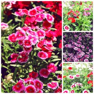Hạt giống hoa cẩm chướng đơn F1 (gói đủ màu)
