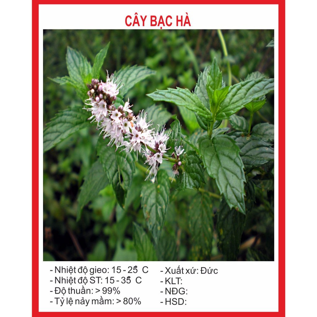 ( BOK GARDEN ) HẠT GIỐNG CÂY BẠC HÀ 50 HẠT