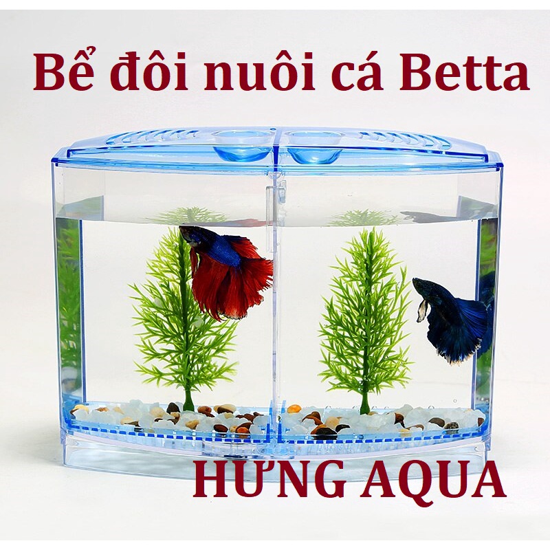 Bể cá, bể nuôi cá betta, cá chọi 2 ngăn 2 trong 1 chất liệu mica siêu trong, bền đẹp an toàn, bể cá để bàn
