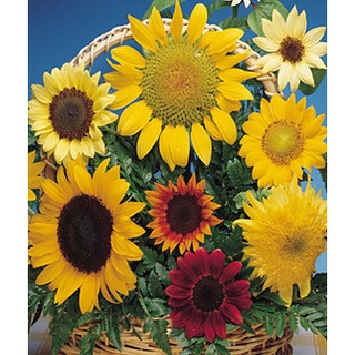 Hạt giống hướng dương đổi màu (tặng kèm phân bón và kích mầm)