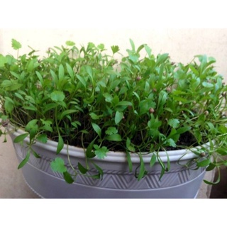 hạt giống rau mùi(ngò rí)
