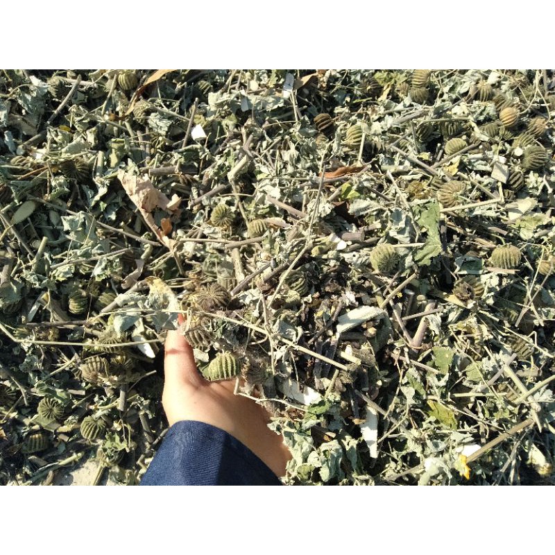 1kg cây cối xay sấy khô