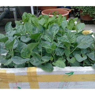 Hạt cải rổ - gói 5 gram