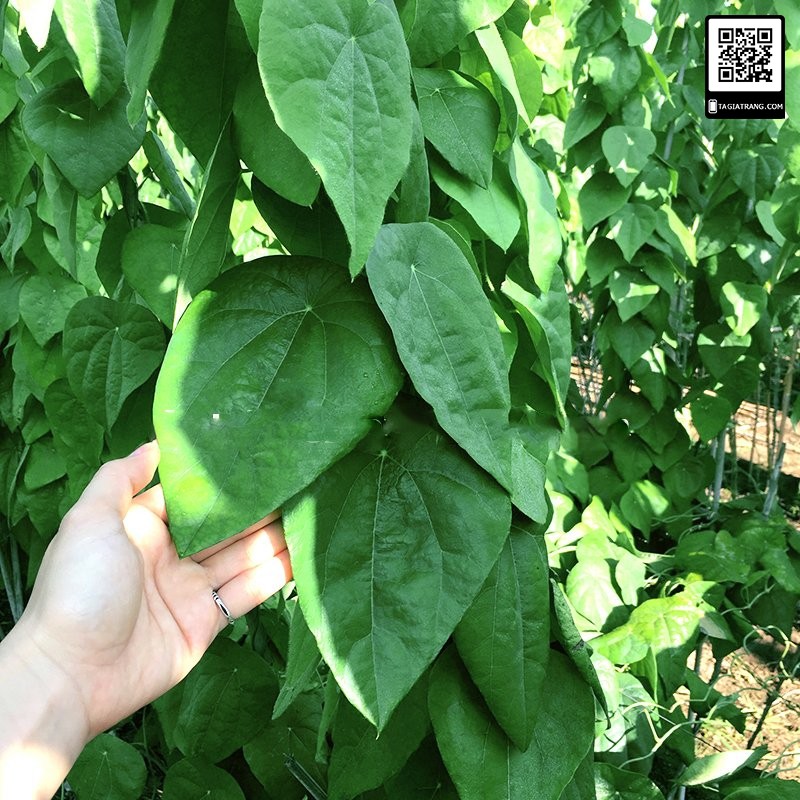Hạt giống sương sâm lông rừng