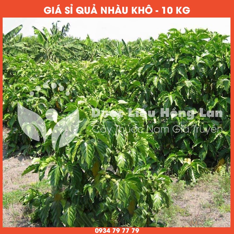 Cung cấp sỉ QUẢ NHÀU khô giá bán 10kg - Công ty dược liệu Hồng Lan