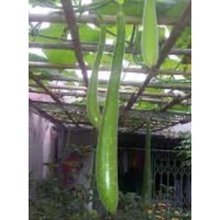 20 Hạt giống quả bầu dài