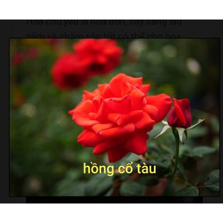 Cành chiết hồng cổ tàu