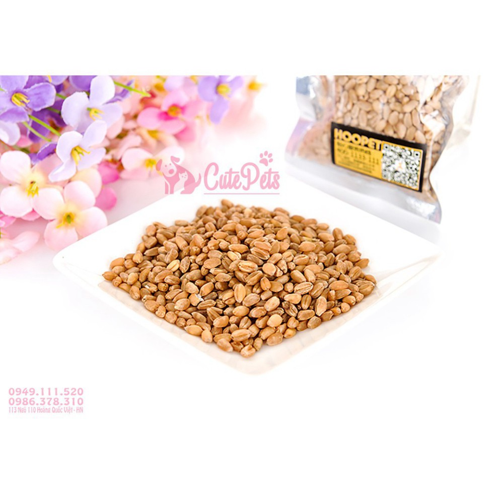 u8 BMB1 🌱 Hạt giống cỏ mèo catnip bổ xung chất xơ và đẩy búi lông ra ngoài - CutePets phụ kiện thú cưng Pet cửa hàng Hà