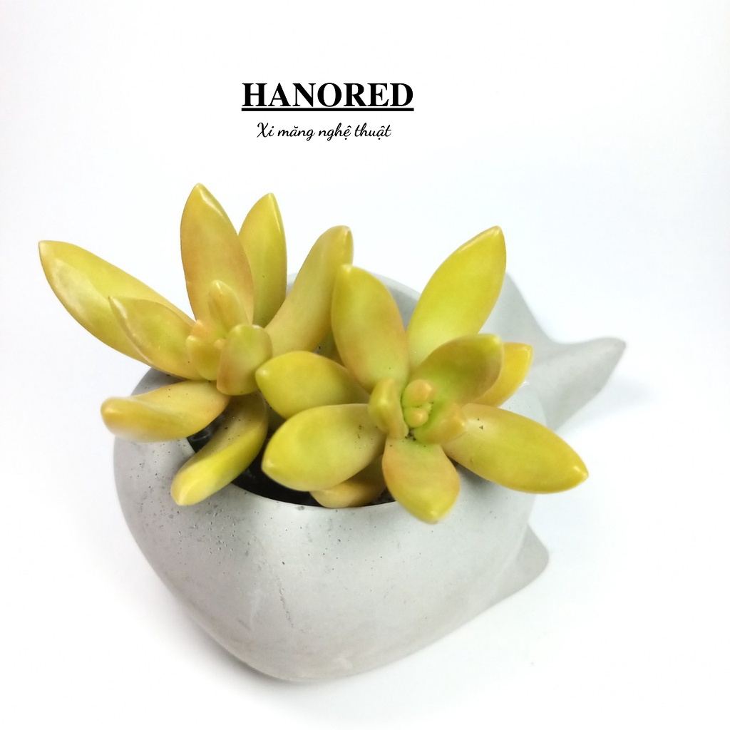 Chậu xi măng mini hình cá mập siêu xinh HANORED trồng sen đá, xương rồng, tô tượng kích thước 12×7×5.5(cm)