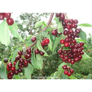 Hạt Giống Cây Anh Đào ( Cherry )