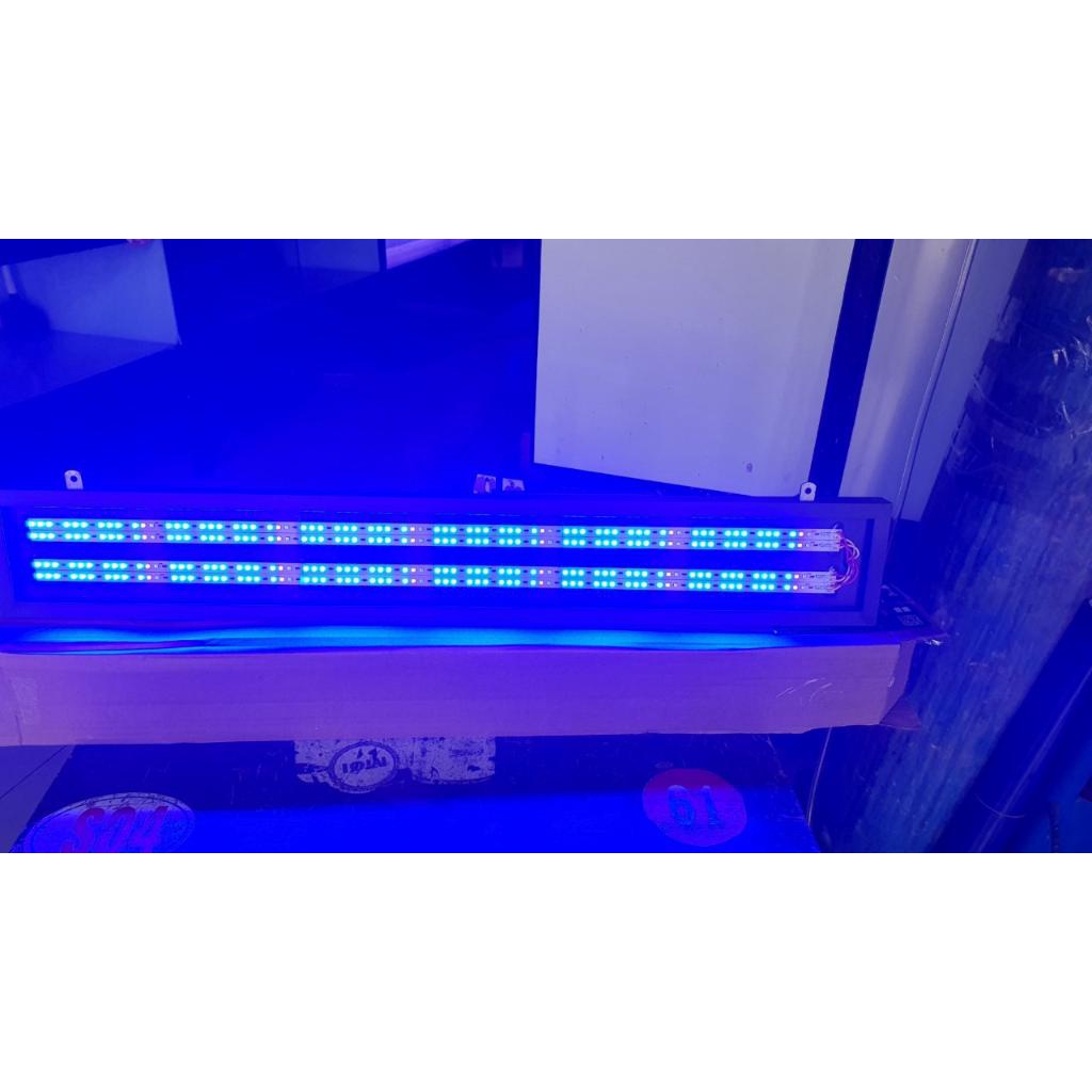 Đèn LED BLUE Chuyên Dụng TANNING Cho Cá Rồng Với 4 Dãy Led Kích Thước 1m, 1m2, 1m5