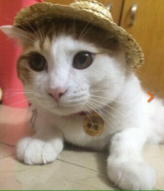 Mũ rơm Mexico cosplay phong cách Hawaii siêu cute cho chó mèo.